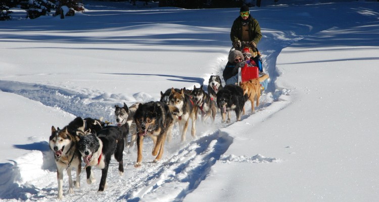 hundeslædekørsel i grønland